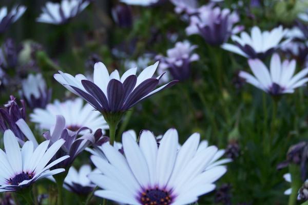 鼠和狗的属相适合做夫妻吗 鼠狗夫妻要注意什么 鼠和狗的属相适合做夫妻吗 鼠狗夫妻要注意什么