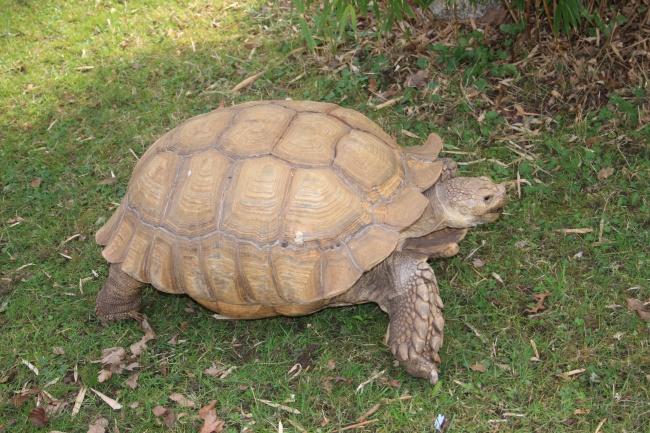 2024年7月桃花运最好的生肖 生肖鸡绽放自信与魅力的桃花运