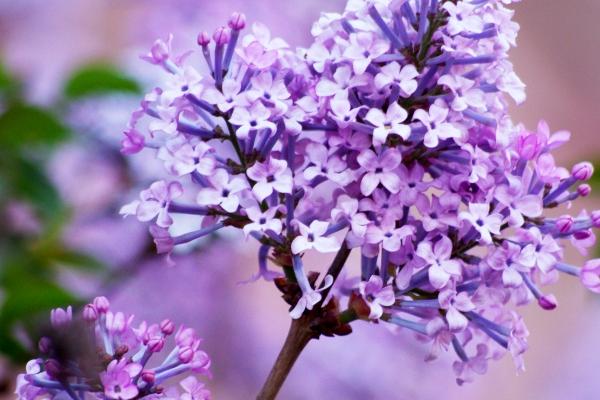 生肖属虎的和什么相克  哪三个生肖和虎属性相冲