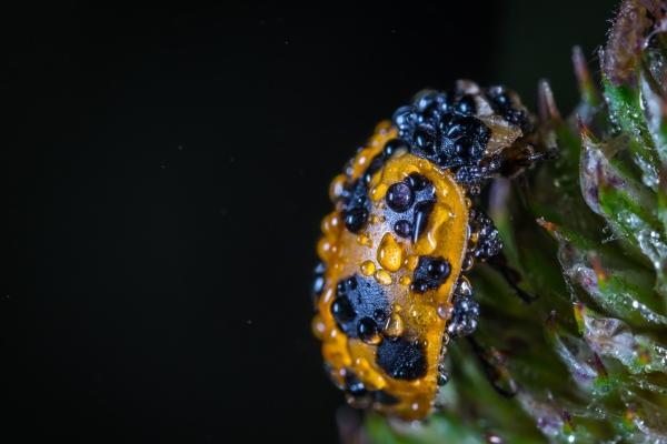 属虎男配什么生肖女好 最配的属相有哪些 属虎男配什么生肖女好 最配的属相有哪些