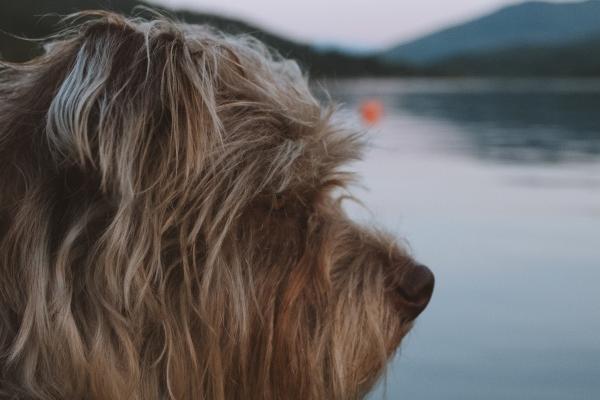 属蛇的人适合开什么颜色的车，属蛇开什么颜色的车子好