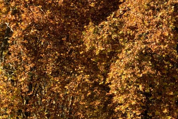 属虎女和属兔男的合不合 他们的配对分数有多少 属虎女和属兔男的合不合 他们的配对分数有多少