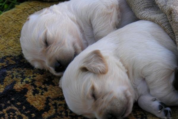 鼠和猪属相合不合 鼠猪婚配怎么样 鼠和猪属相合不合 鼠猪婚配怎么样