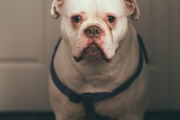 1950年属虎人2024年全年运势详解  74岁生肖虎2024年每月运势