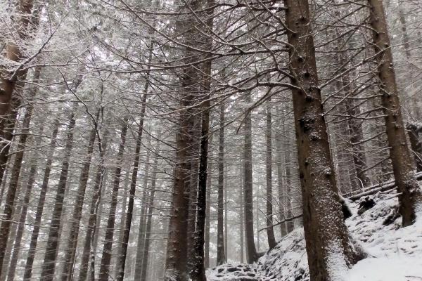 4月婚姻运最好的生肖2024年 兔牛猴婚姻浪漫甜蜜