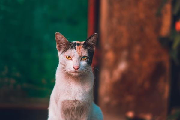 第一运程 2023年10月22日十二生肖运势解析