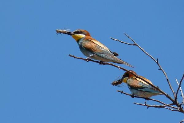 9月婚姻运最好的生肖2024年 哪些属相龙年九月有姻缘