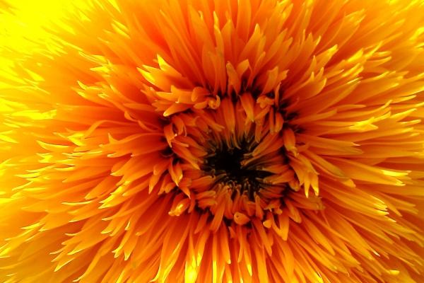 9月烂桃花最多的生肖2024年 牛蛇猴面临烂桃花困扰