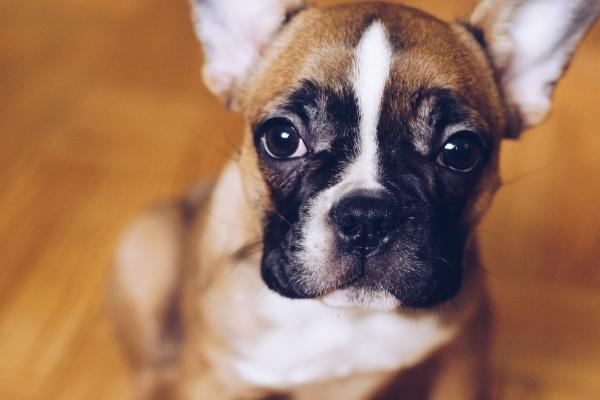 5月学习运最好的生肖2024年 龙虎猴学习运最佳