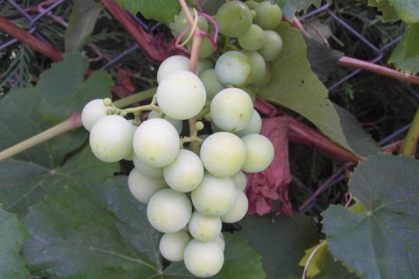 杨清华 十二生肖一周运势8.28-9.3 杨清华 十二生肖一周运势8.28-9.3