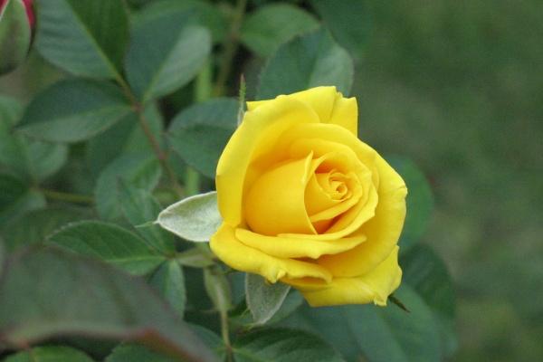 86年属虎2023年运势详解 突破事业健康挑战 86年属虎2023年运势详解 突破事业健康挑战