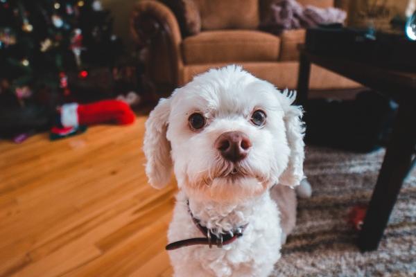 2023年属鼠大忌颜色 属鼠人不适合的工作 2023年属鼠大忌颜色 属鼠人不适合的工作