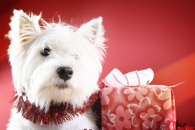 属马和属鼠的夫妻结局 马鼠该如何相处 属马和属鼠的夫妻结局 马鼠该如何相处