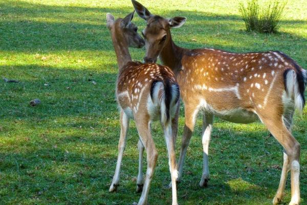 属虎未来一个月有大事发生吗,会发生什么大事 属虎未来一个月有大事发生吗,会发生什么大事