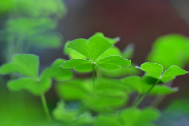 2023年属马人运程1978年 整体运势分析 2023年属马人运程1978年 整体运势分析