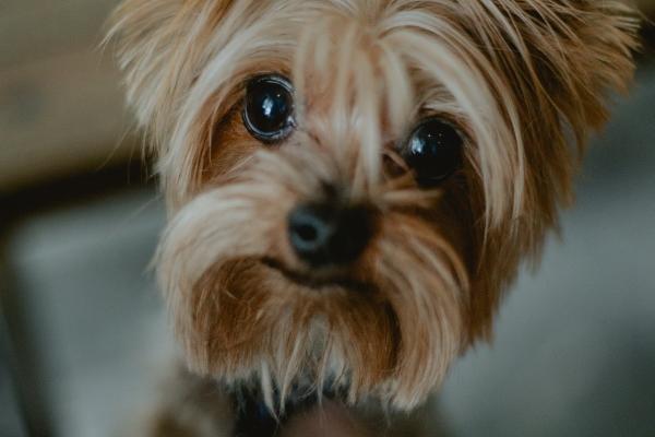 一家最多几个属龙的，如何化解属相不和