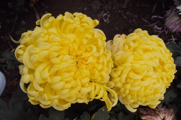 2023年9月23日冲什么属相 每日冲煞查询 2023年9月23日冲什么属相 每日冲煞查询