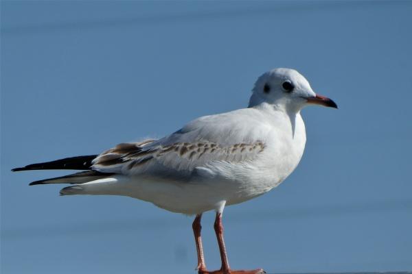 2023年为什么属猴人运气好 生肖吉利五行相生