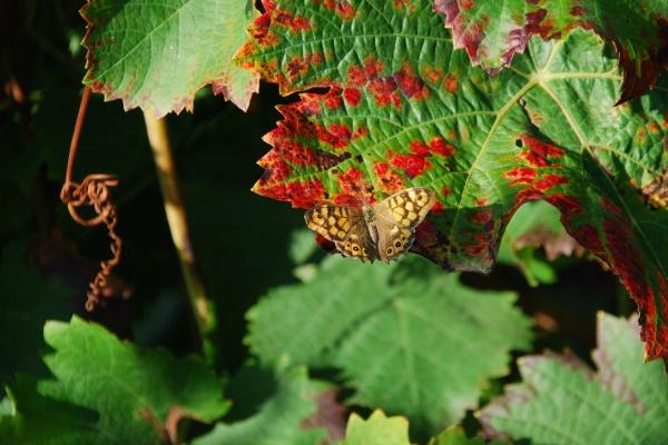 属兔过了36周岁会走运吗女，属兔女36岁以后运势如何