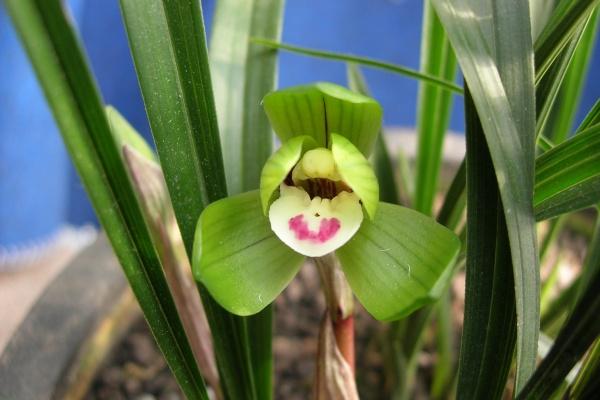 本命年红衣服可以提前穿吗 穿红衣的寓意 本命年红衣服可以提前穿吗 穿红衣的寓意