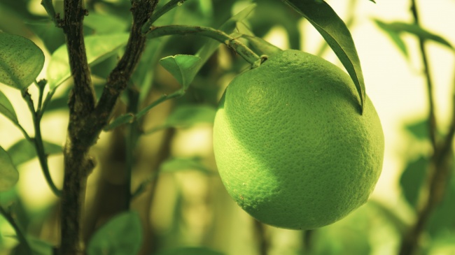 2024年属兔的运势和财运，属兔的2024年财富运如何