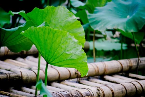 2023年10月23日结婚好吗 重阳节是不是吉利好日子