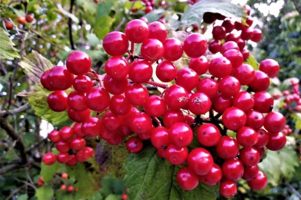 男属猴女属鸡婚配好吗 属猴人和属鸡人婚姻配对 男属猴女属鸡婚配好吗 属猴人和属鸡人婚姻配对