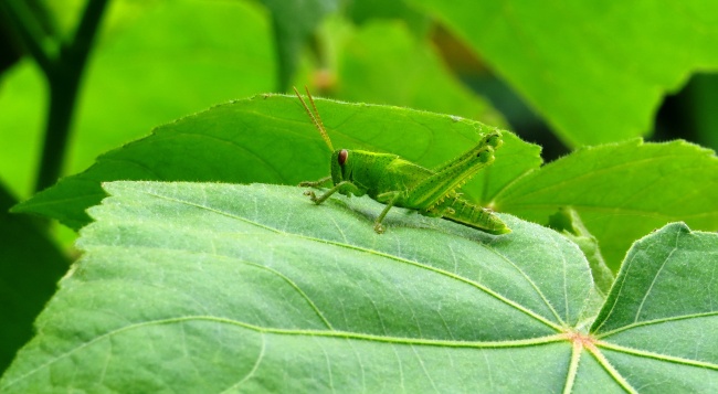 33岁属蛇女一生什么命 事业通顺健康有恙 33岁属蛇女一生什么命 事业通顺健康有恙