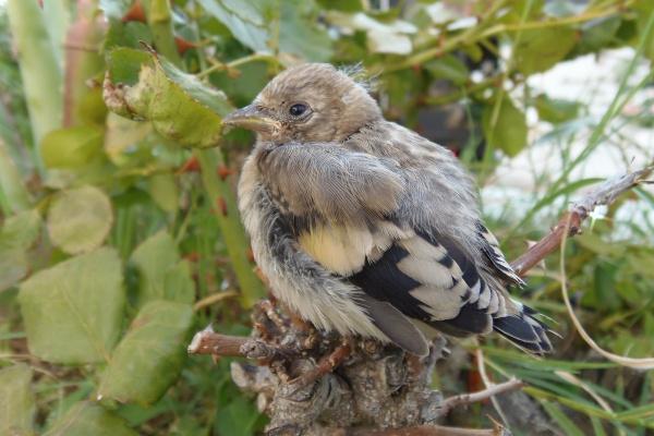 属虎和属蛇的相克是真的吗 虎蛇恋爱注意事项