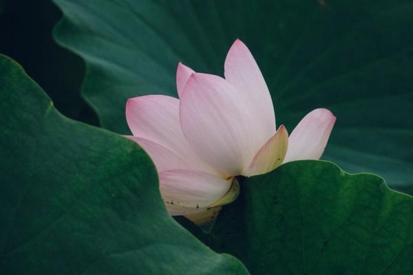 1970年属狗的运势 事业勤奋感情诚挚