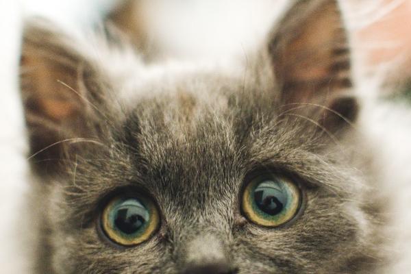 属龙人48岁是不是大劫年，属龙的48岁需要注意什么