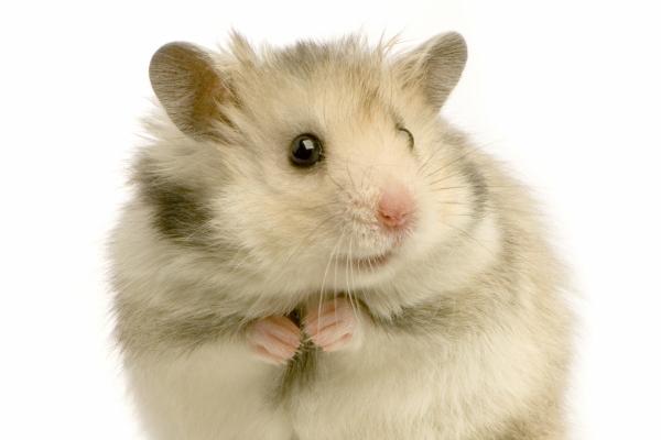 95年属猪男生注定的婚姻 95猪婚配生肖