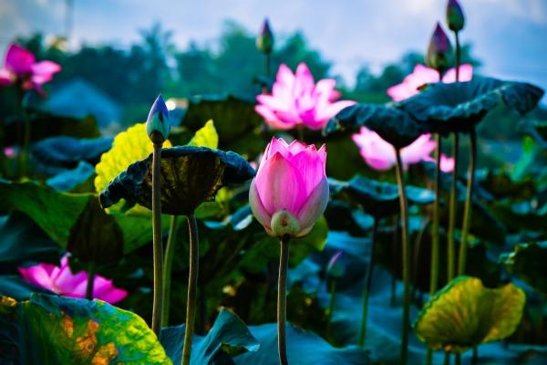 1993女鸡1994男狗婚配 属鸡女和属狗男的婚姻幸福吗 1993女鸡1994男狗婚配 属鸡女和属狗男的婚姻幸福吗