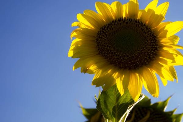 属马和属蛇的人相配吗 蛇男马女好吗