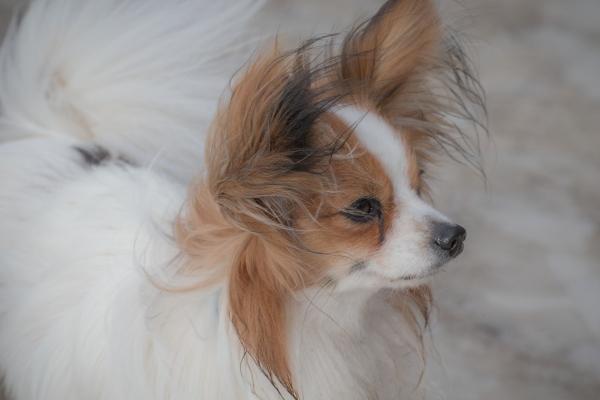 本命年是否买红内裤 本命年常见问题