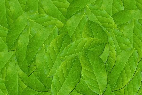 双鱼座与狮子座的姻缘 双鱼狮子座做朋友怎样