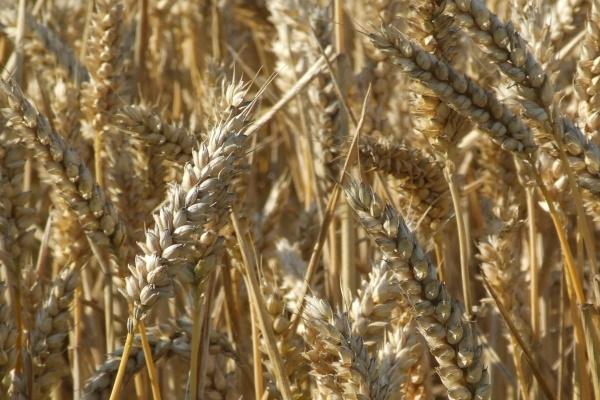 本命年买红内裤有讲究吗 本命年为何要穿红内裤