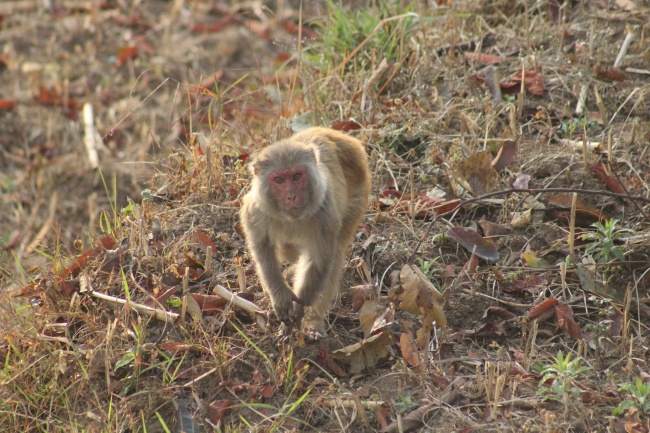 1986年属虎的绝佳数字 数字2提高事业运 1986年属虎的绝佳数字 数字2提高事业运