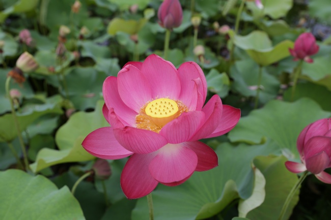 属蛇和属龙的合不合 属蛇人与属龙人相配吗 属蛇和属龙的合不合 属蛇人与属龙人相配吗