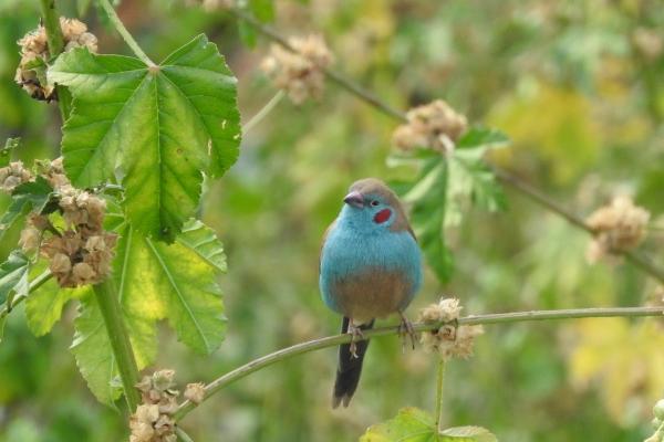 2024年属羊属相排名 财运排行表