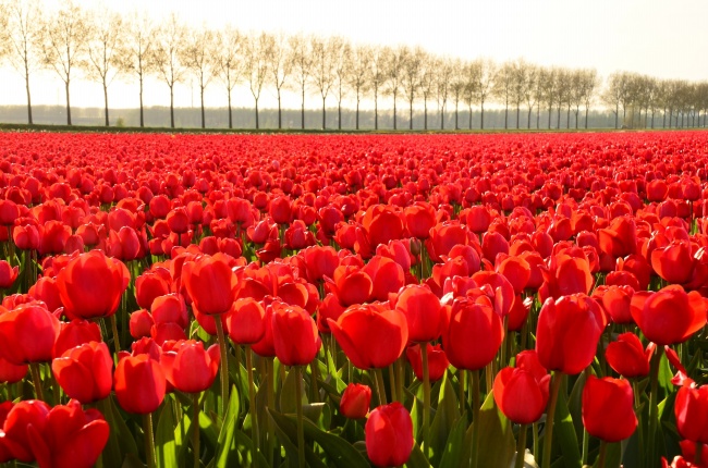 本命年过去了红绳剪开或是解除 本命年佩戴红绳必须注意什么