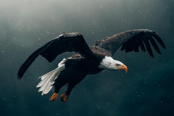 1976年属龙人幸运数字 旺龙的植物有什么