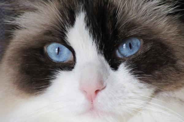 属蛇什么数字最聚财 有哪些颜色旺蛇财 属蛇什么数字最聚财 有哪些颜色旺蛇财