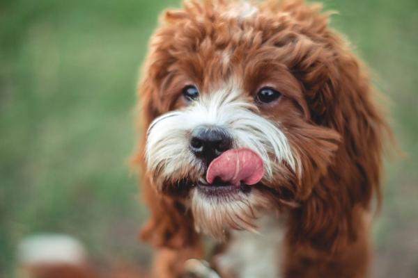 结婚要看属相还是要看八字 属相和八字对婚姻产生的影响