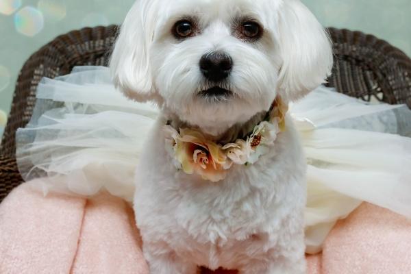 12生肖相冲相克表属相婚配 属相婚配的价值