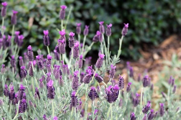 属猪女和属龙男相配吗 性格特征及注意事项