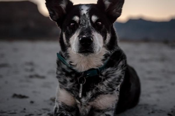 龙为什么跟老鼠有福 鼠龙了解愈来愈有福