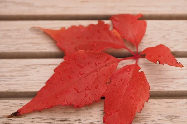 2023年10月2日冲什么生肖 老黄历生肖冲煞