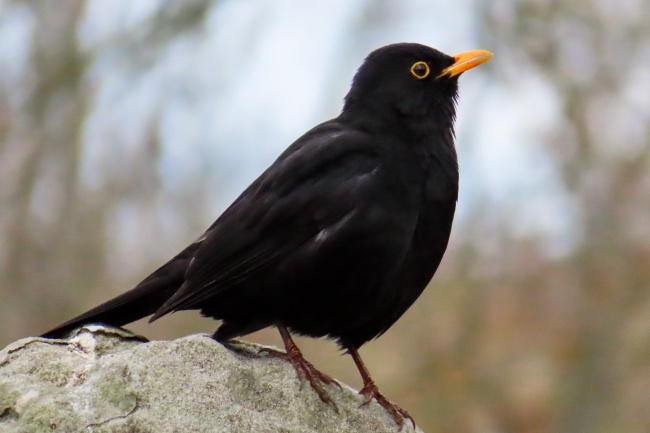 1988年五行属土或是木,88年属龙的下场迈向怎样 1988年五行属土或是木,88年属龙的下场迈向怎样