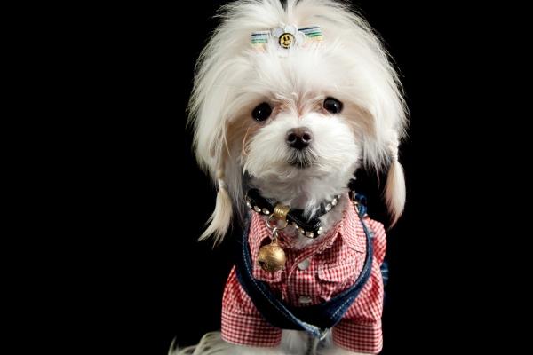 羊男与女马相配吗 羊马常见问题 羊男与女马相配吗 羊马常见问题